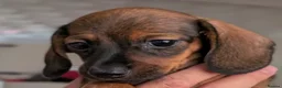 Miniature Dachshund dogs for sale: Miniature dachshund baby girl  - Advert 8
