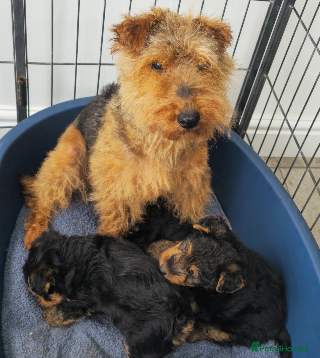 Welsh Terrier dogs for sale: Welsh terrier puppies  - Image 2