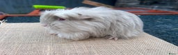 Guinea Pig rodents for sale: Beautiful boys looking for a new home  - Advert 2