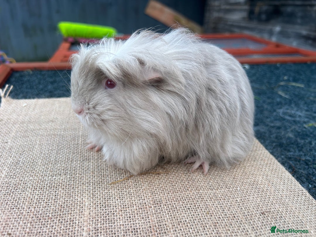 Guinea Pig rodents for sale: Beautiful boys looking for a new home  - Advert 2