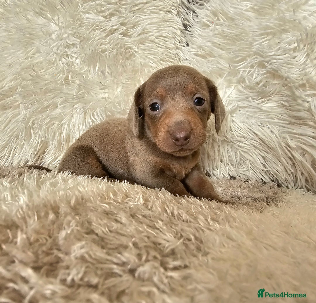 Miniature Dachshund dogs for sale: MINI DACHSHUNDS READY 20TH DEC  - Advert 27