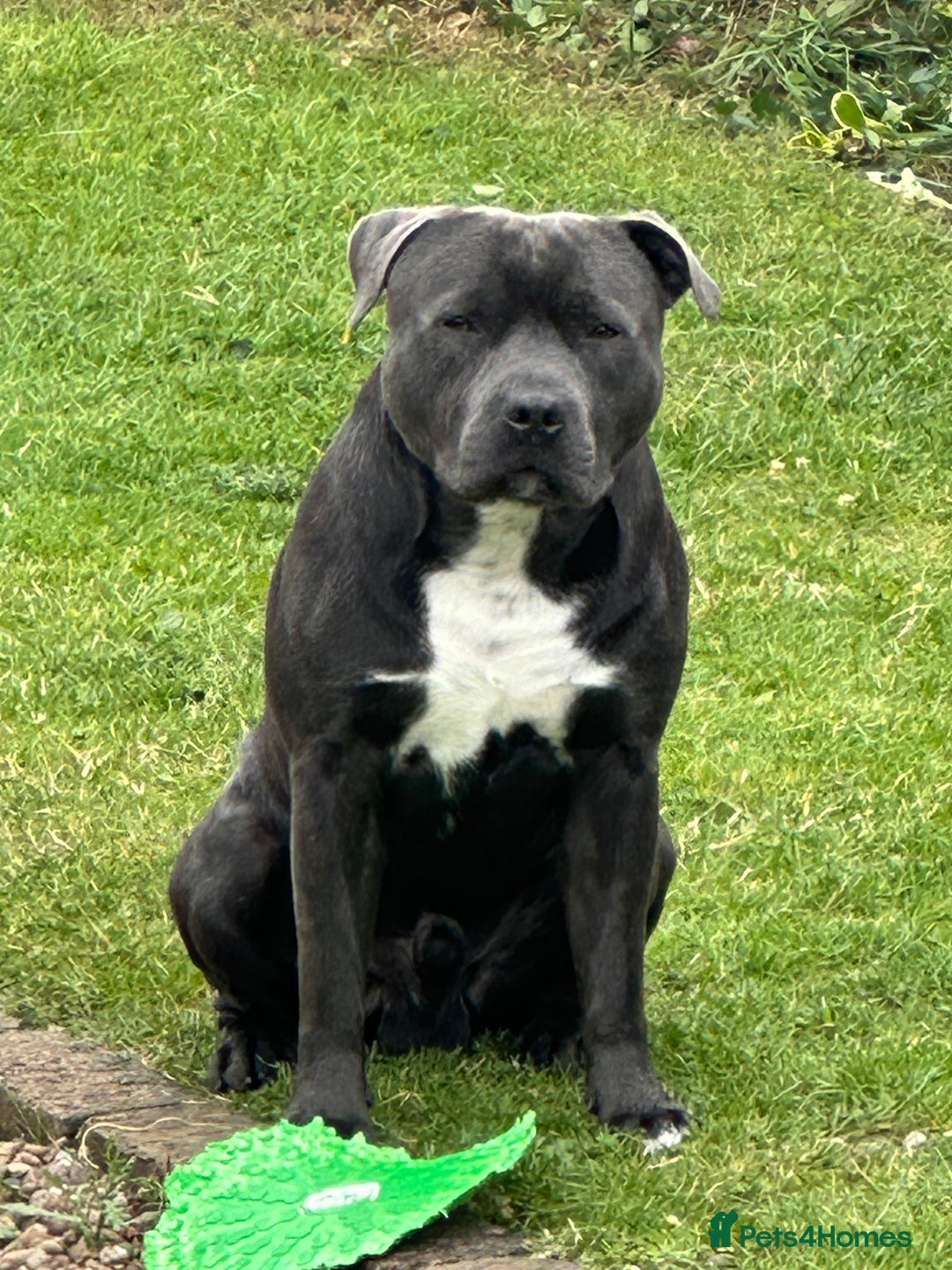 Staffordshire Bull Terrier dogs for stud: (ROCKY) rezevoire prince amond  - Image 4