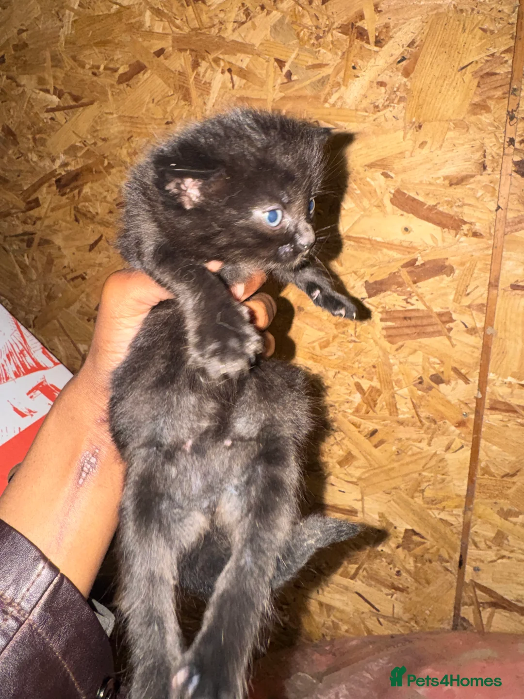 Domestic Shorthair cats for sale: Beautiful Black and White Kittens. in Guildford - Advert 14