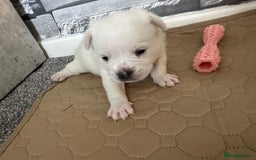 Mixed Breed dogs for sale: French bulldog cross with a Pomeranian  - Image 1
