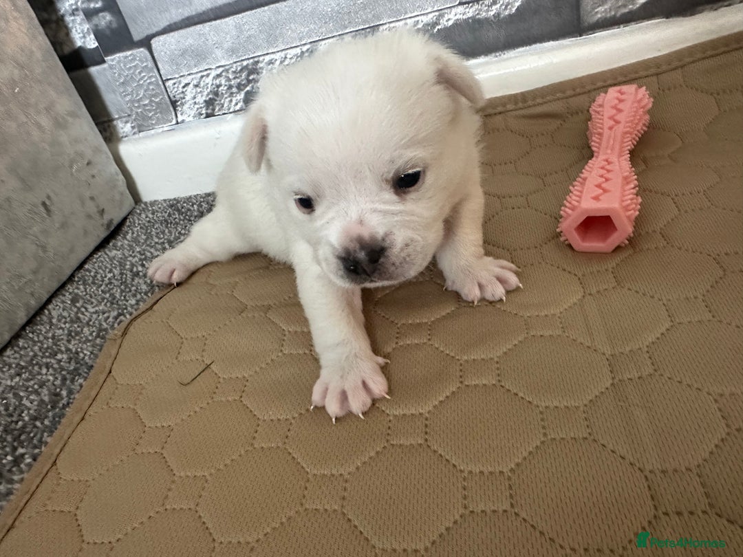 Mixed Breed dogs for sale: French bulldog cross with a Pomeranian  - Image 1