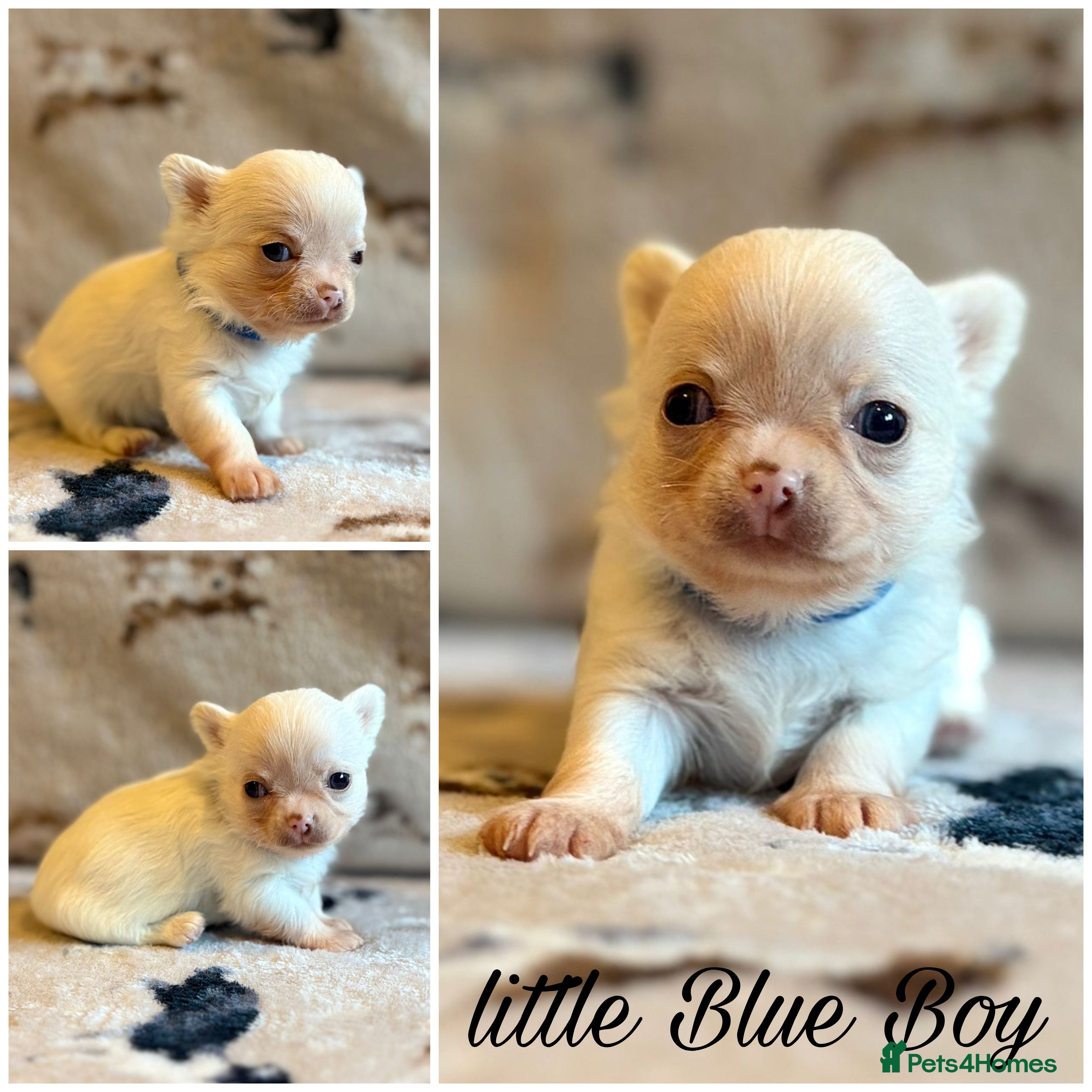 Chihuahua dogs 5 Beautiful true to type small chihuahuas - Advert 4