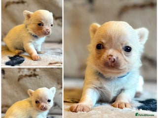 Chihuahua dogs 5 Beautiful true to type small chihuahuas - Advert 4