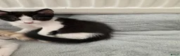 Mixed Breed cats for sale: Mixed ragdoll  - Advert 5