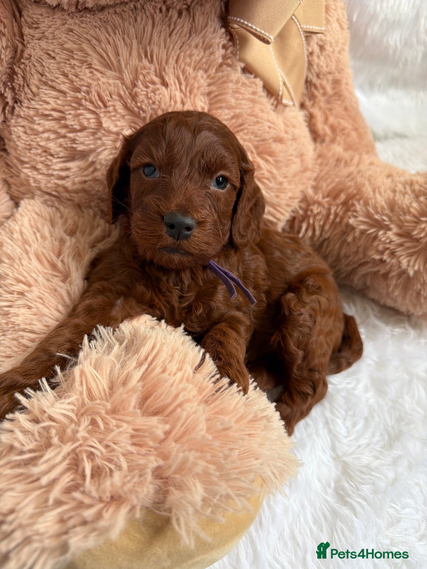 Mini Goldendoodle dogs for sale: Top quality, health tested multi gen DoubleDoodles - Advert 2