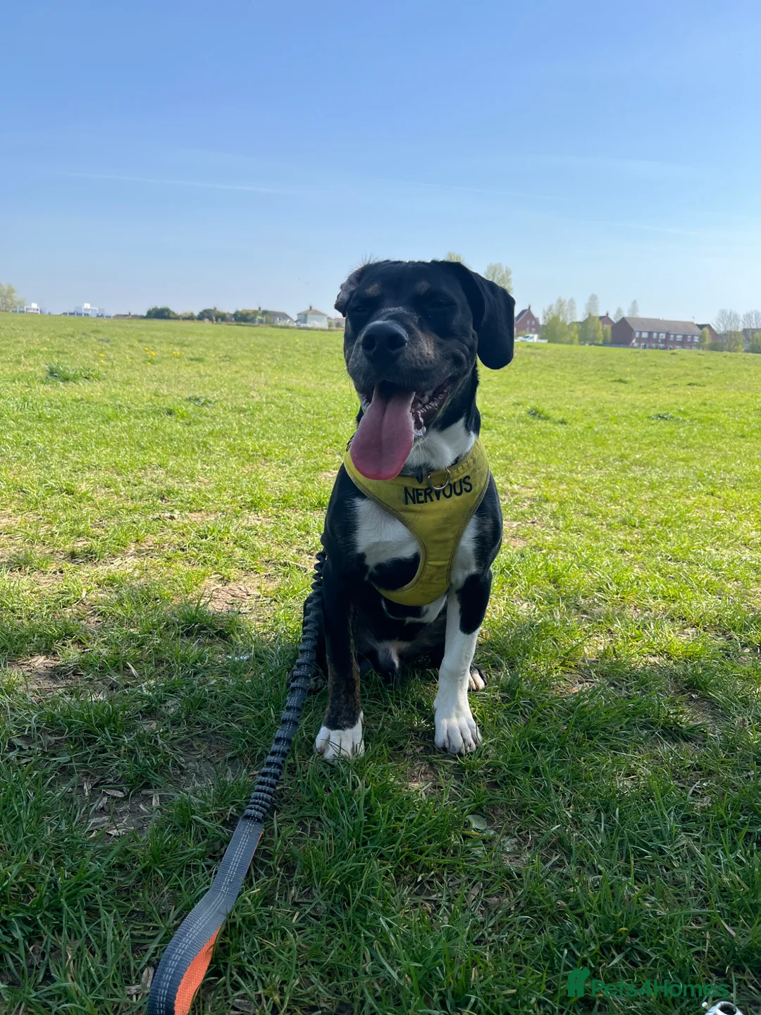 Mixed Breed dogs for sale: buddy needs a forever home - Advert 9