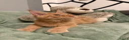 Maine Coon cats for sale: Purebred Maine Coon kittens - Advert 8