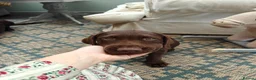 Labrador Retriever dogs for sale:  Gorgeous Female Pedigree Choccy Lab - 1 left! - Advert 2