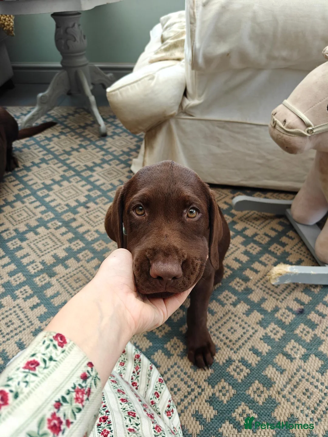 Labrador Retriever dogs for sale:  Gorgeous Female Pedigree Choccy Lab - 1 left! - Advert 2