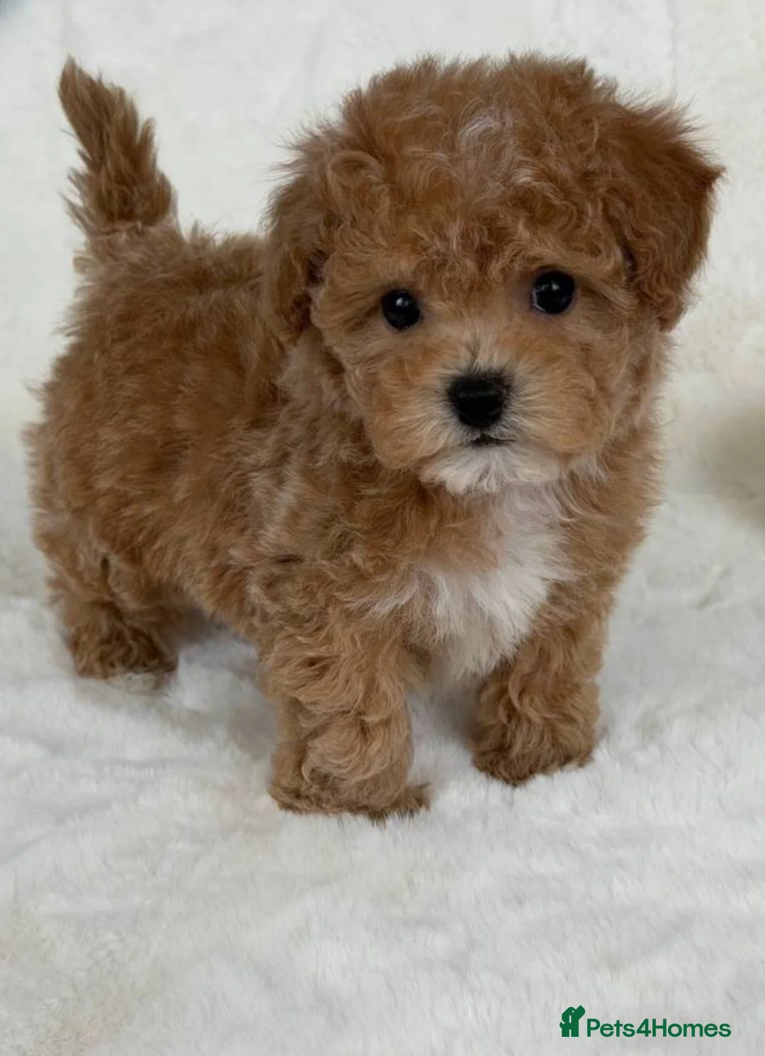 Maltipoo dogs for sale: Beautiful Maltipoo Girl in Manchester - Advert 2