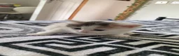 Mixed Breed cats for sale: Kittens for sale  in Nelson - Advert 2