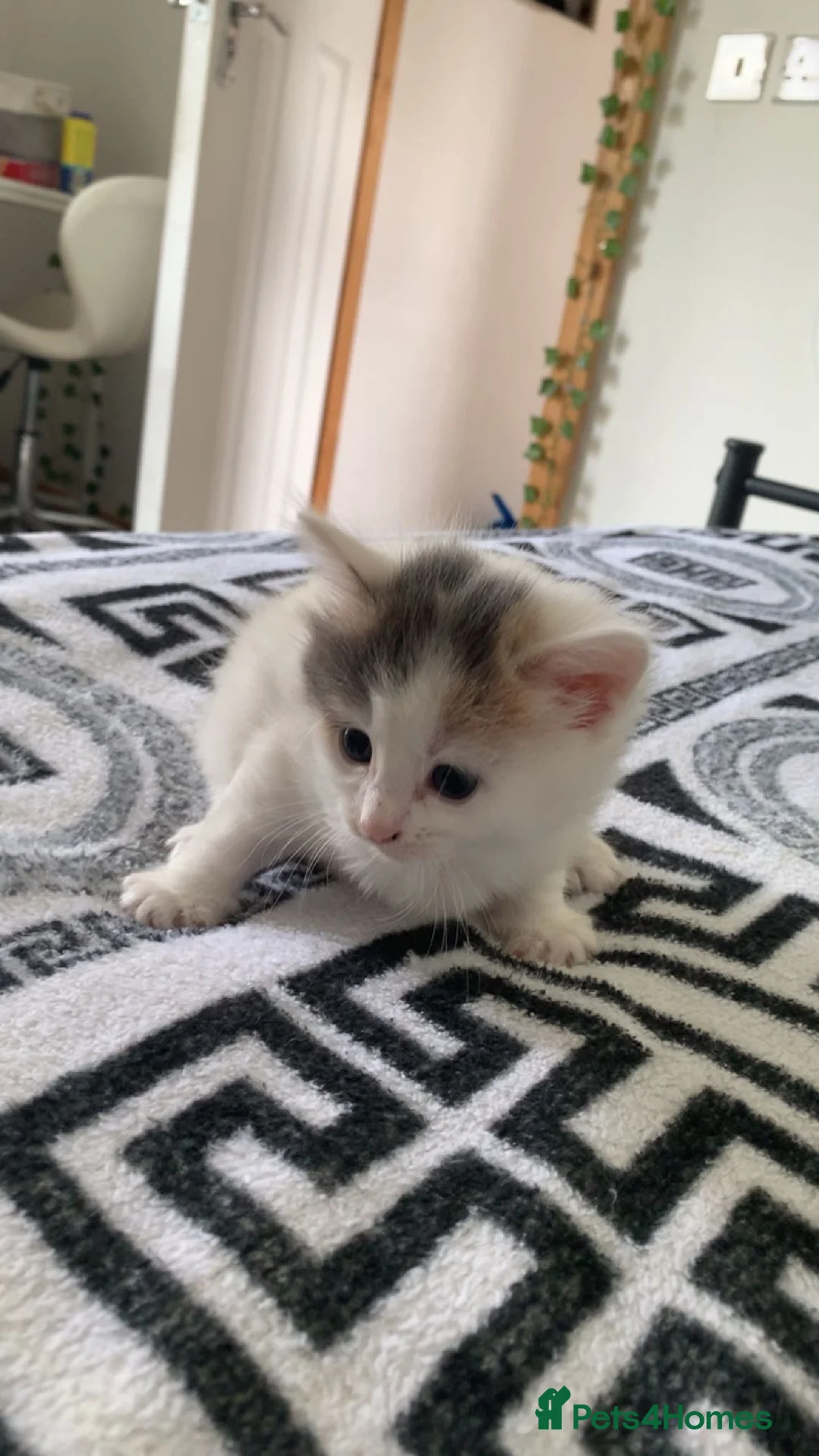 Mixed Breed cats for sale: Kittens for sale  in Nelson - Advert 2