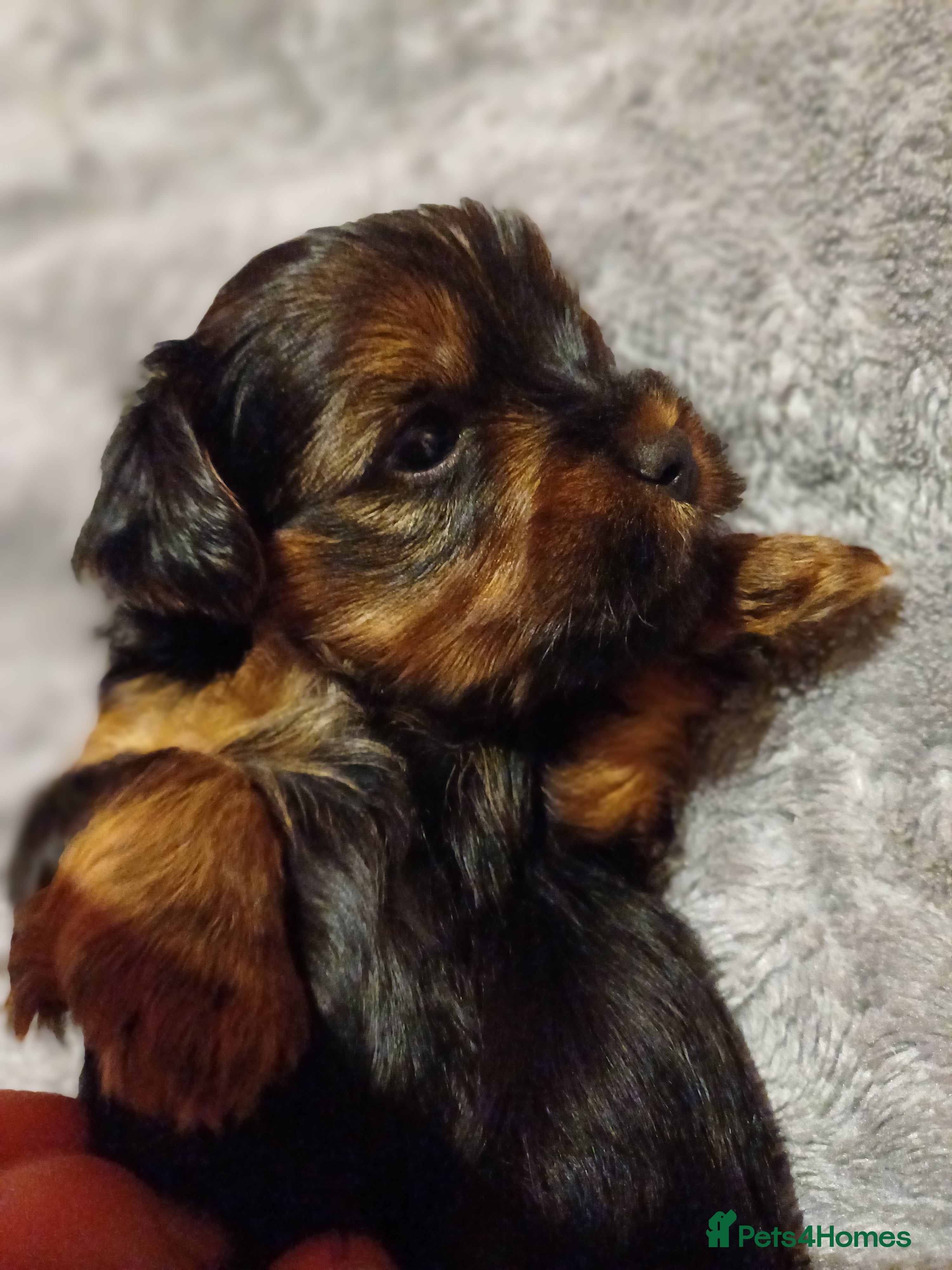 Yorkshire Terrier dogs Yorkshire terrier  - Advert 7