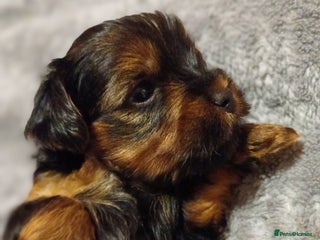 Yorkshire Terrier dogs Yorkshire terrier - Advert 1