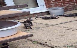 European cats for sale: 7 Lovely tabby kittens for sale - Image 17