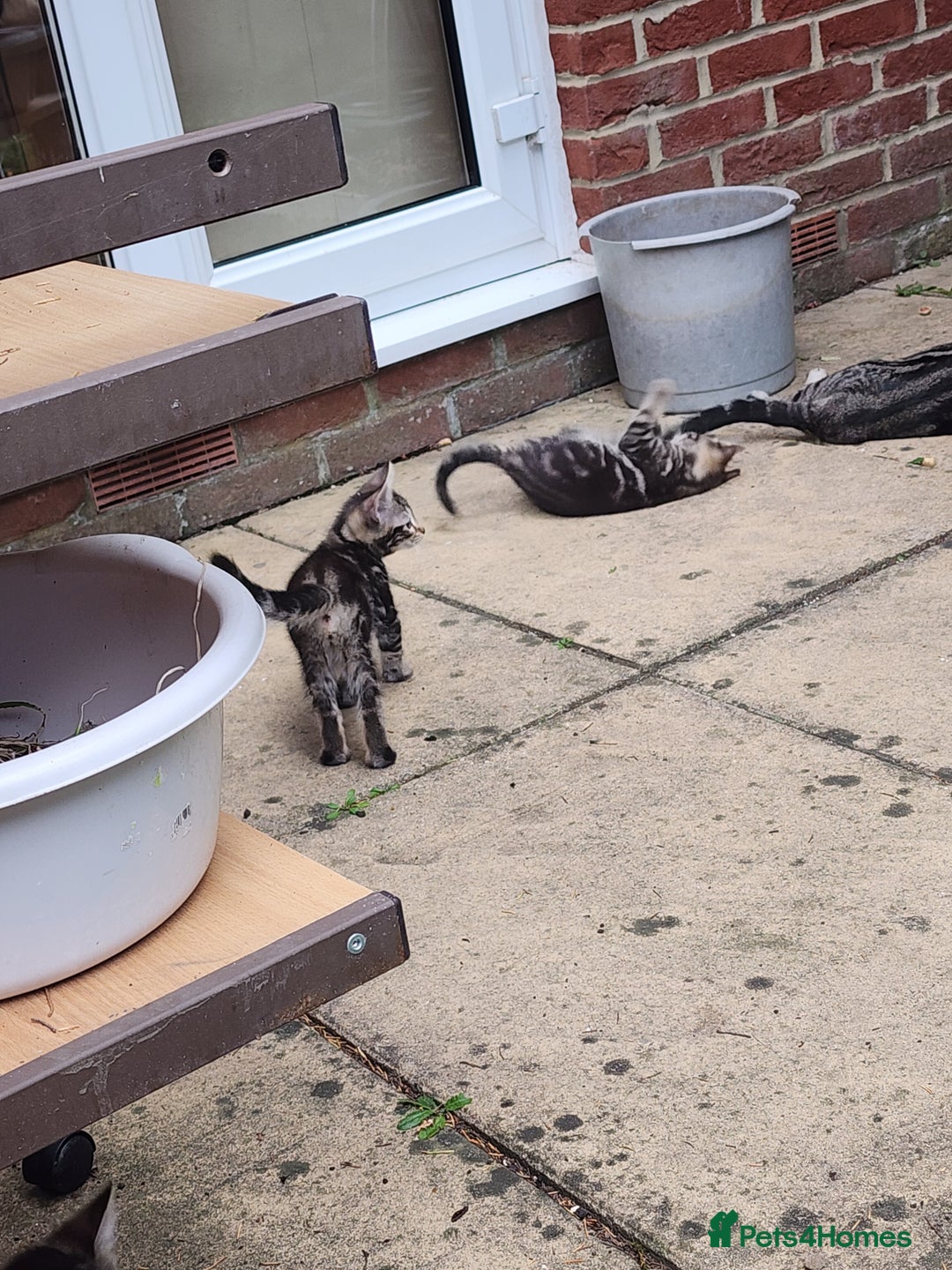 European cats for sale: 7 Lovely tabby kittens for sale - Image 17
