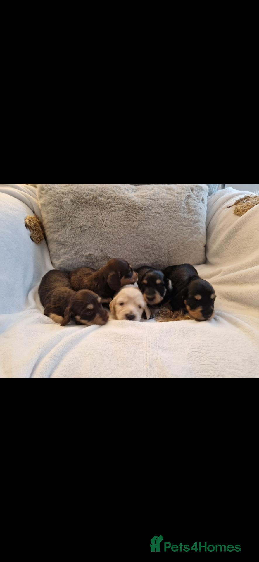 Dachshund dogs for sale: Miniature long haired dachshund puppies  - Advert 1