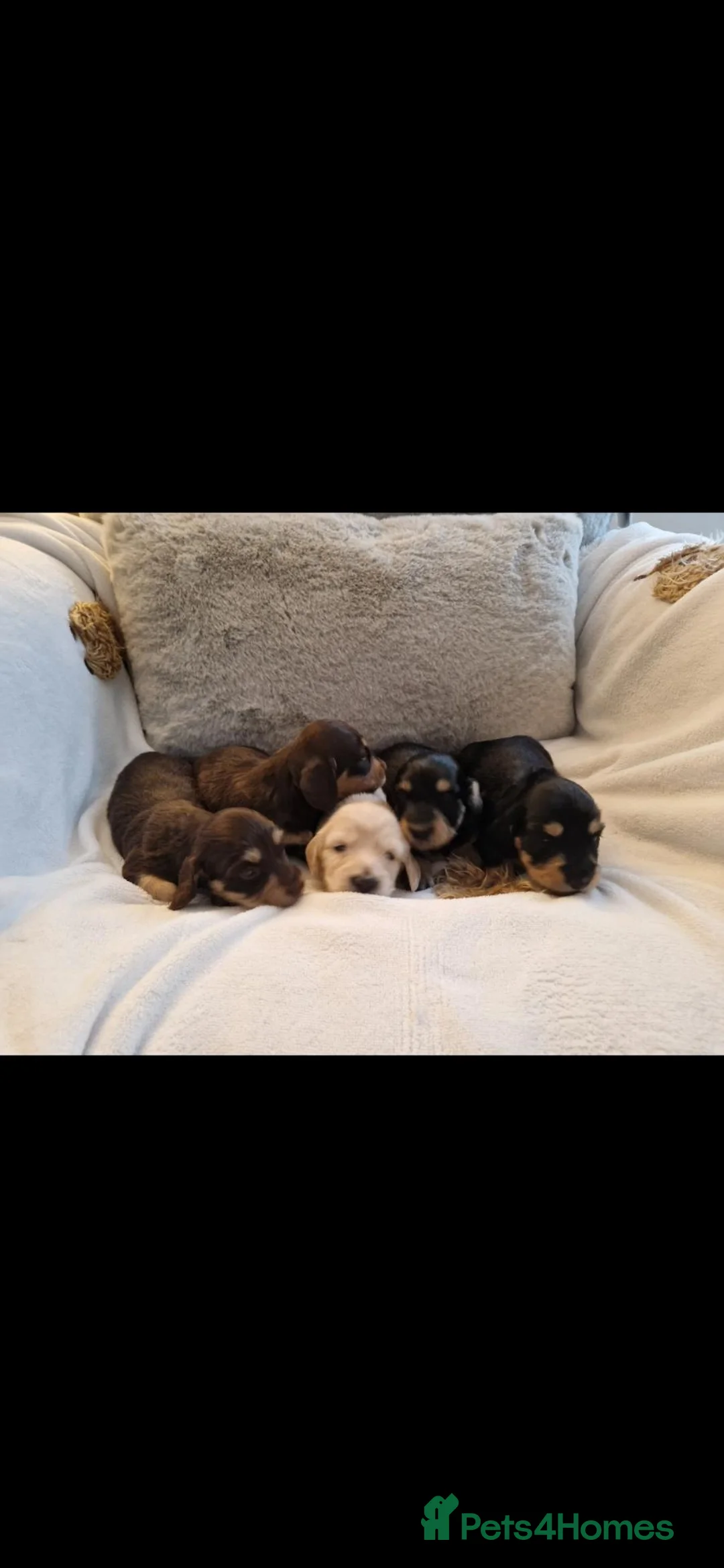 Dachshund dogs for sale: Miniature long haired dachshund puppies  - Advert 1
