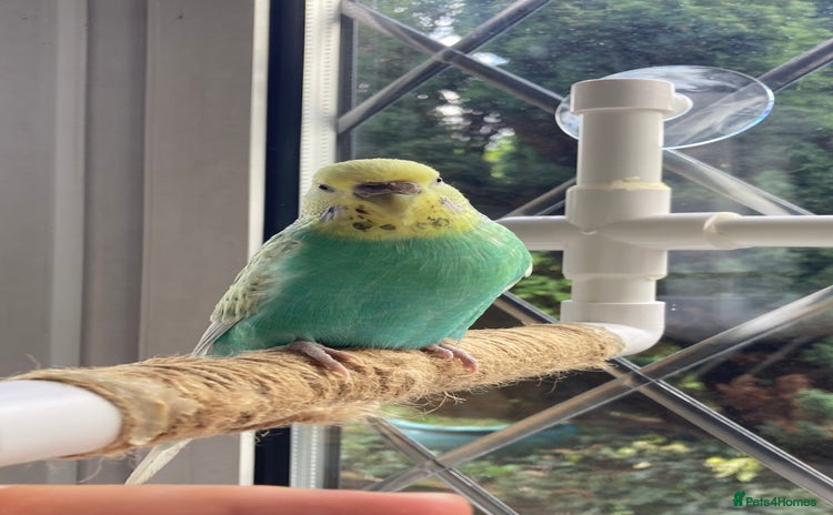 Budgerigars birds - Advert 15