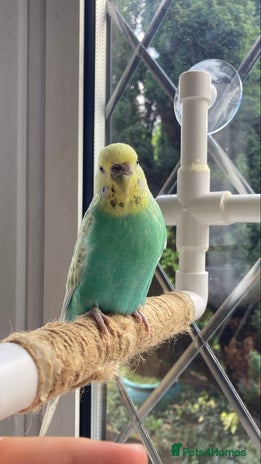 Budgerigars birds - Advert 11