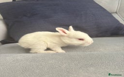 Mixed Breed rabbits for sale: Gorgeous baby bunny’s for sale  - Image 11