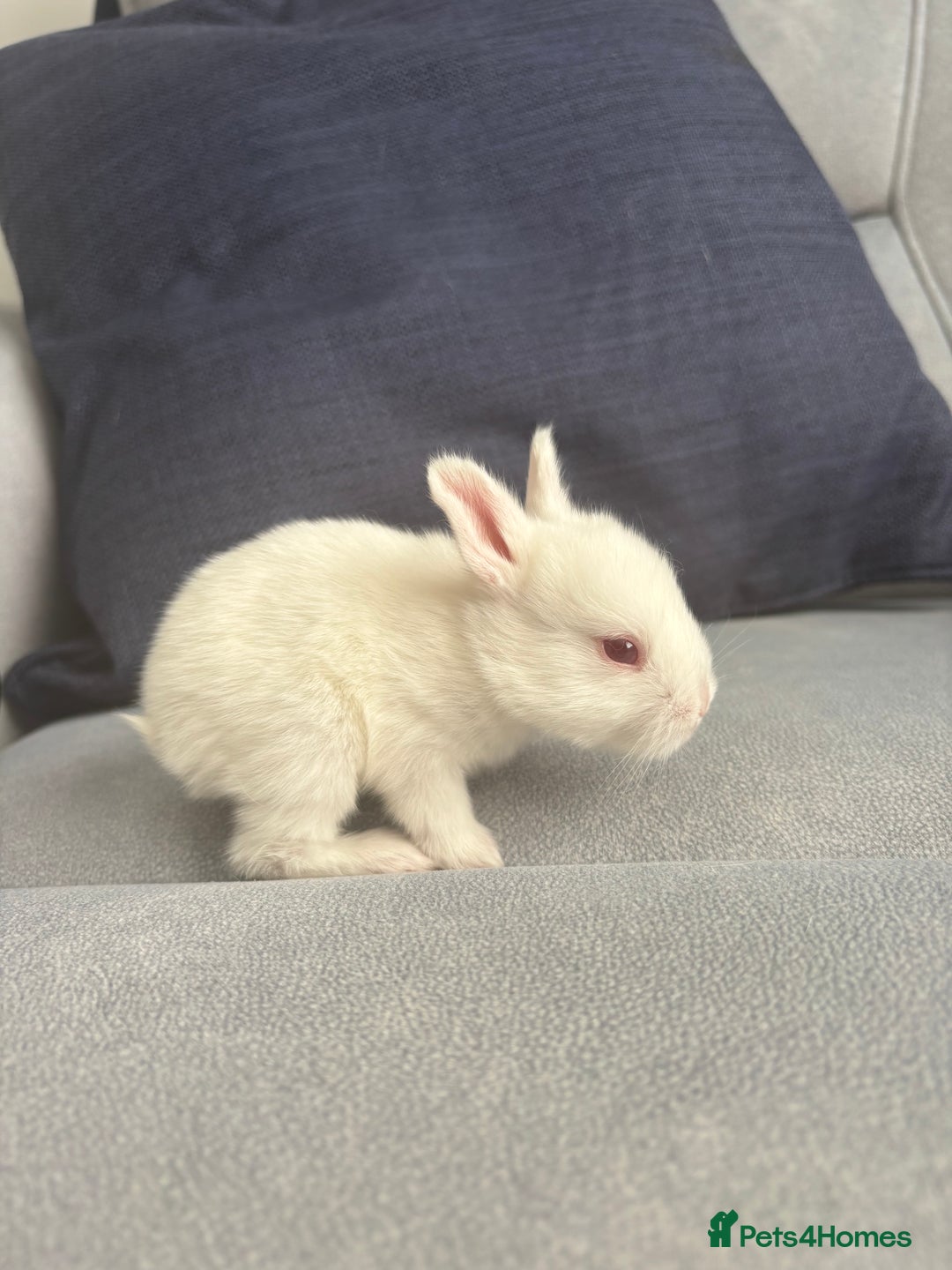 Mixed Breed rabbits for sale: Gorgeous baby bunny’s for sale  - Image 11