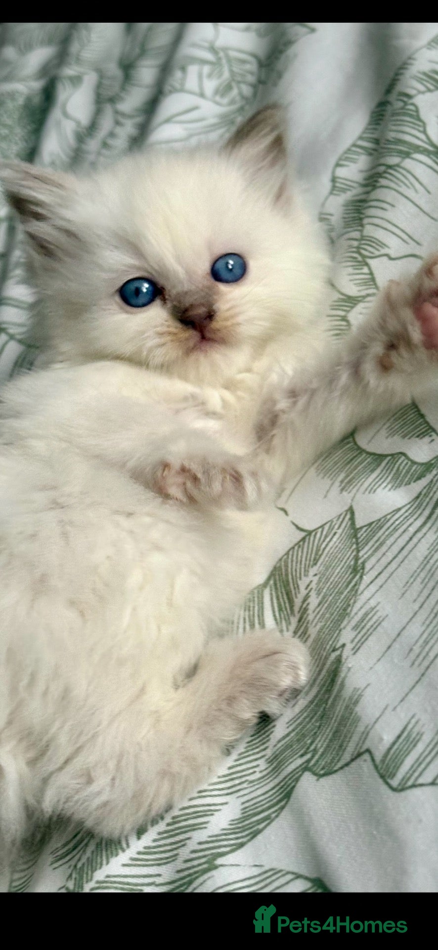 Ragdoll cats ♥️ STUNNING GCCF BABIES ♥️ - Advert 11