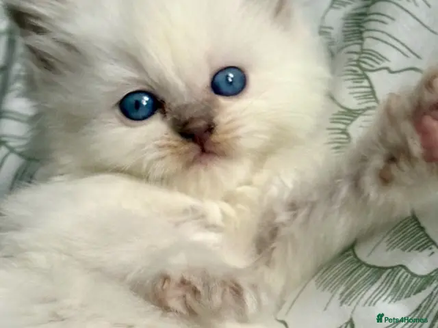 Ragdoll cats ♥️ STUNNING GCCF BABIES ♥️ - Advert 11