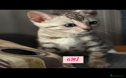 Bengal cats for sale: BENGAL KITTENS FOR SALE - Image 3