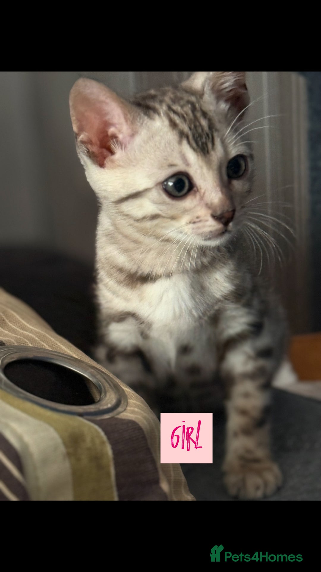 Bengal cats for sale: BENGAL KITTENS FOR SALE - Image 3