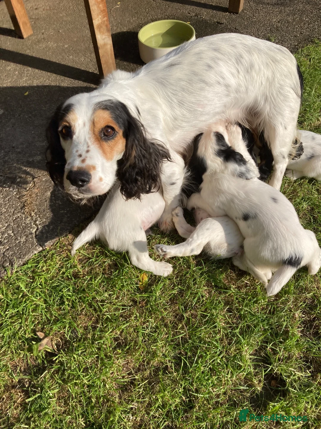 Cocker Spaniel dogs for sale: Cocker Spaniel Pups, Working Type, KC Reg - Advert 1