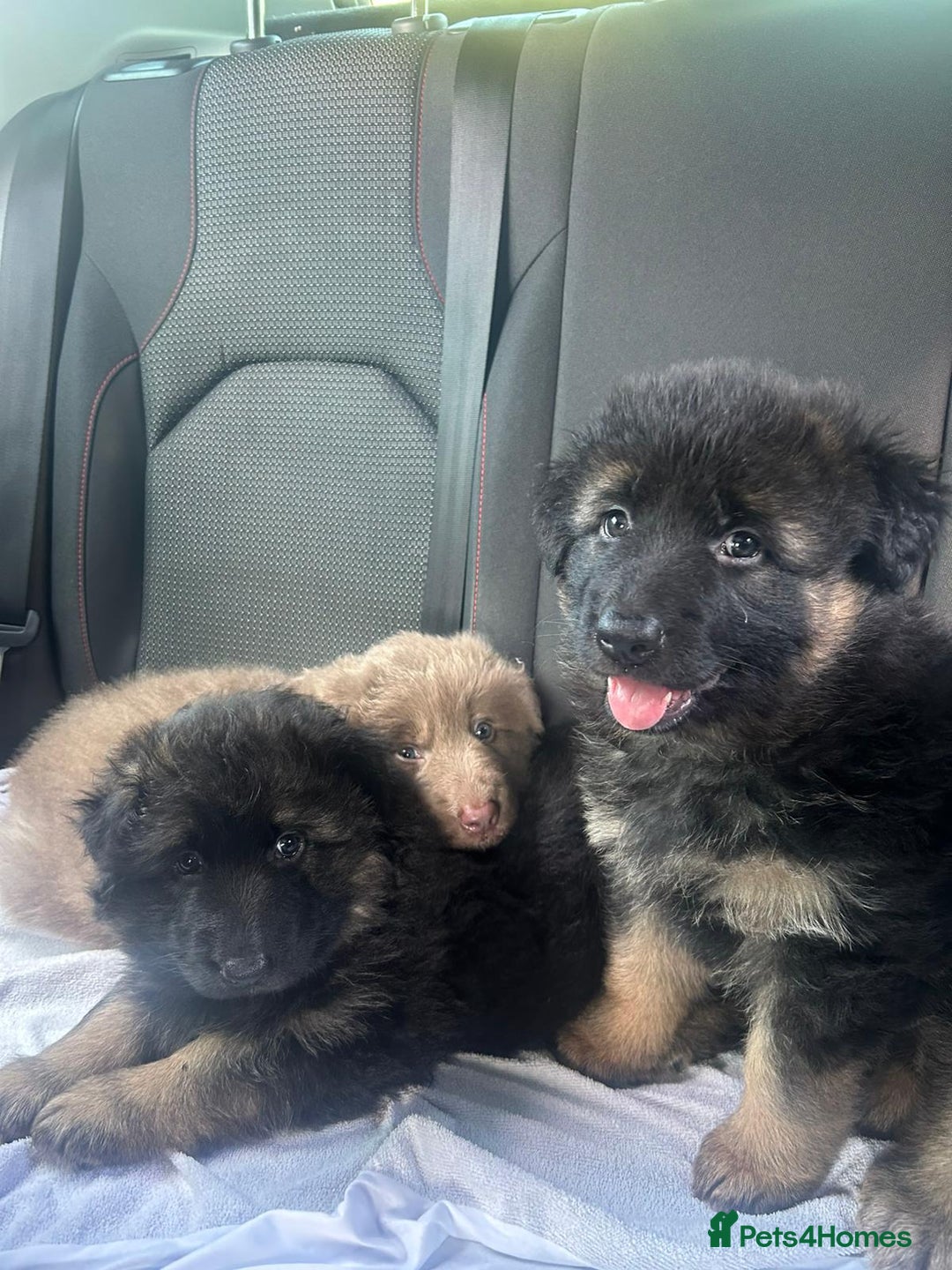 German Shepherd dogs for sale: KC REG GSD PUPPIES FULLY SCORED AND TESTED PARENTS - Image 23