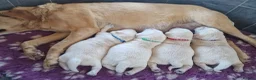 Labrador Retriever dogs for sale: Labrador Puppy looking for a loving home 💙 - Advert 8