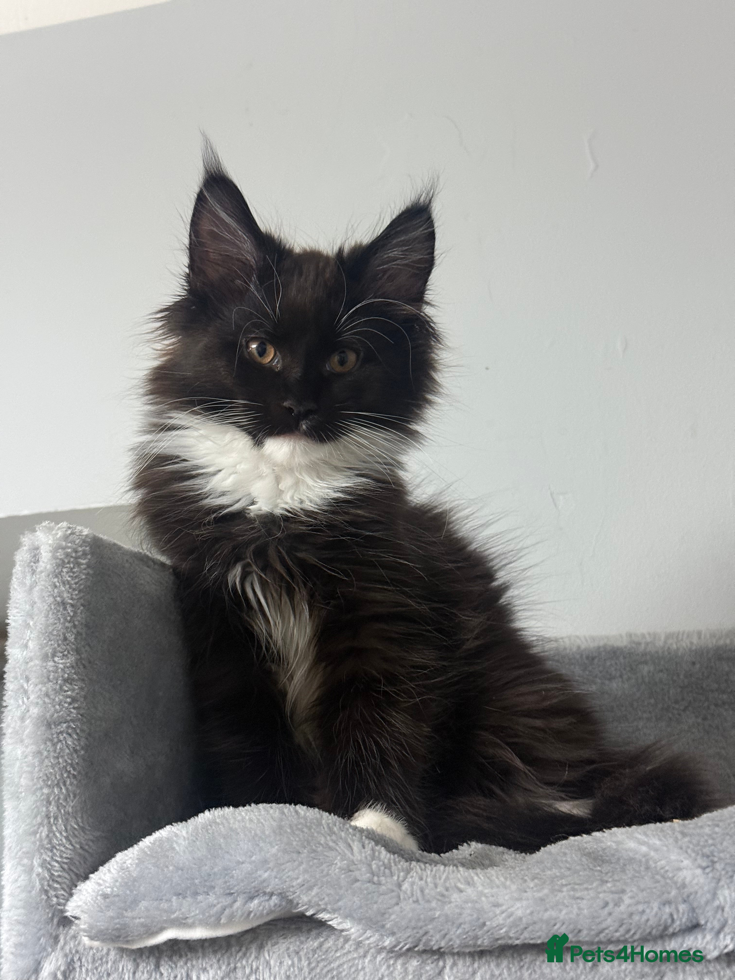 Maine Coon cats Stunning Pedigree Maine Coon Kittens for Sale - Advert 17