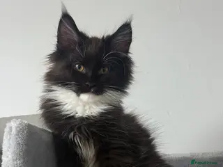 Maine Coon cats Stunning Pedigree Maine Coon Kittens for Sale - Advert 17