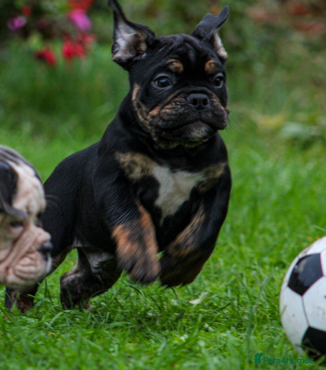 Olde English Bulldogge dogs for sale: Olde English Bulldog puppies (Reduced) - Image 4