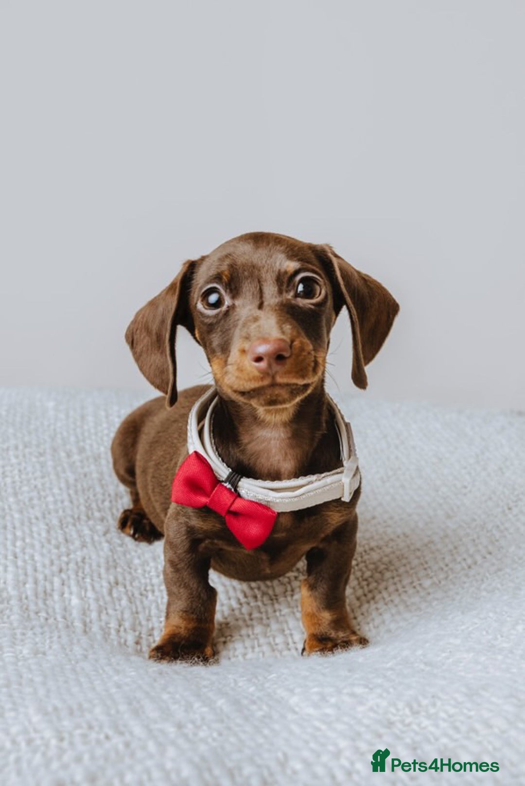 Miniature Dachshund dogs for stud: Kc Miniature Dachshund for stud  - Advert 4