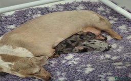 Miniature Dachshund dogs for sale: Miniature Dachshund puppies - Image 10