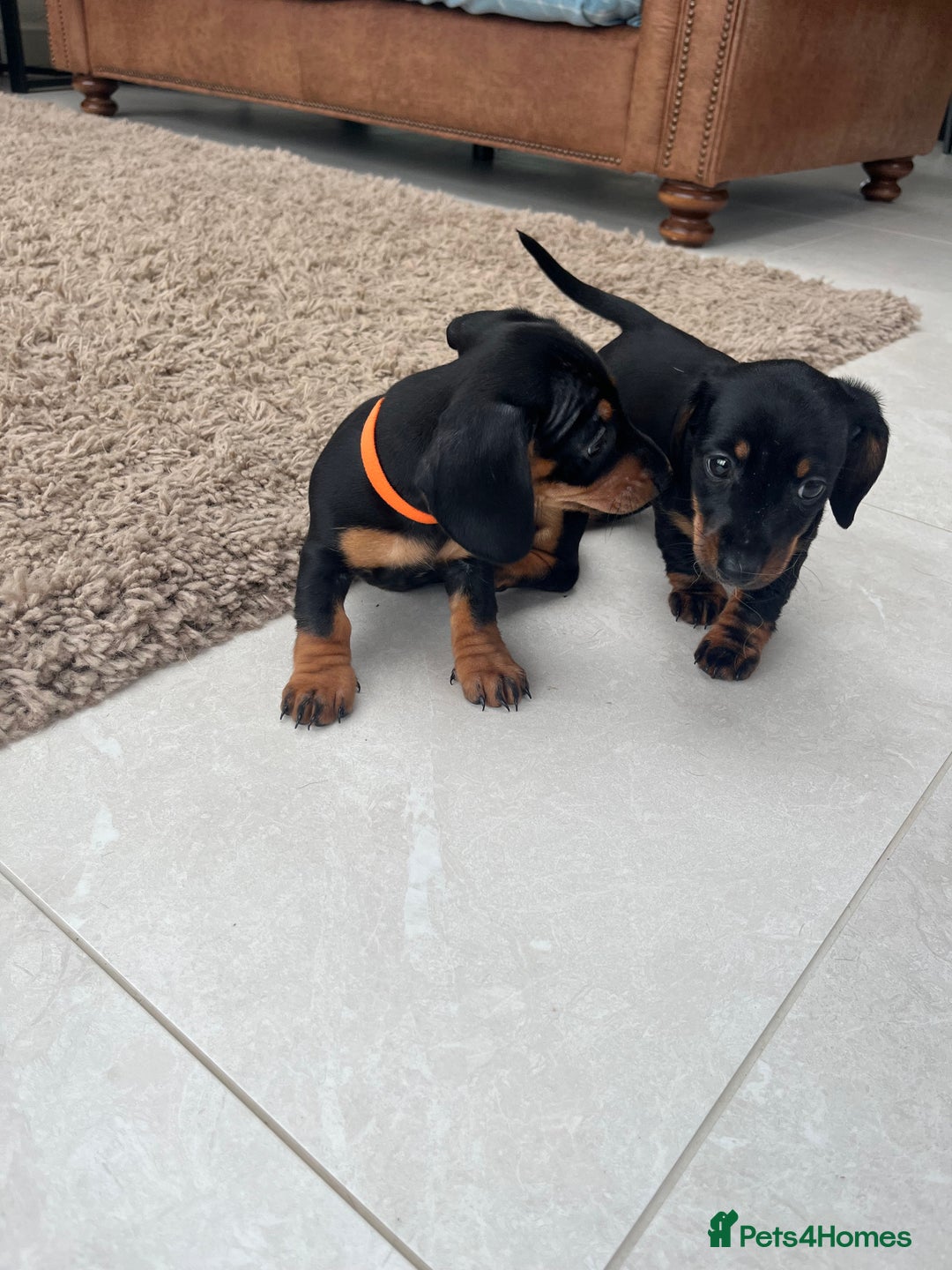 Miniature Dachshund dogs for sale: One beautiful Beautiful girl left  💜🐶  - Image 20