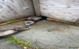 Ferret rodents for sale: Baby ferrets 8 weeks old - Image 6