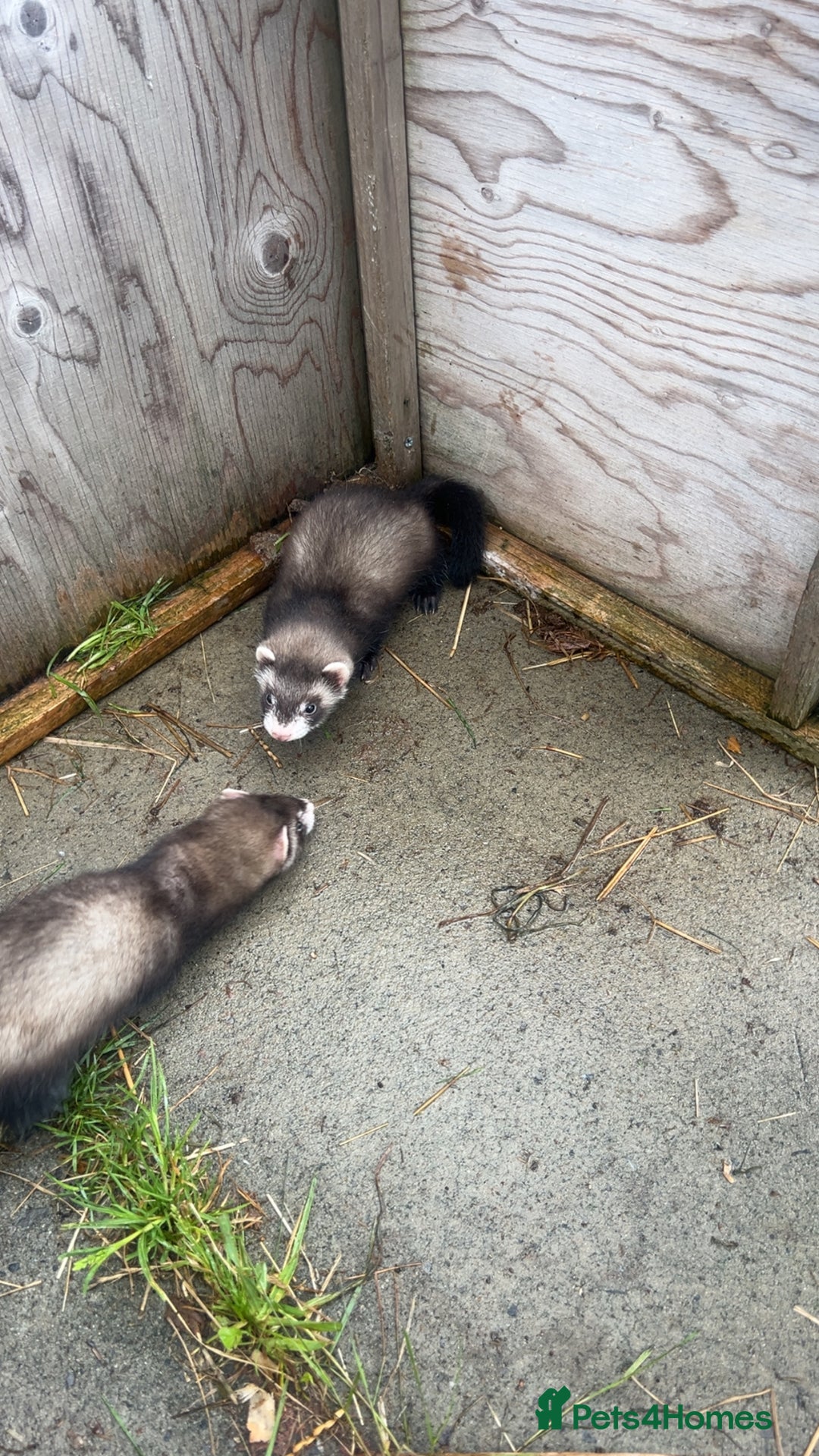 Ferret rodents for sale: Baby ferrets 8 weeks old - Image 6