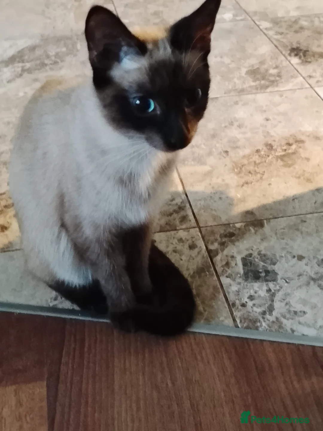 Siamese cats for sale: (1 Left)beautiful Kitten Lokking forever Home 🏡❤️ - Advert 1