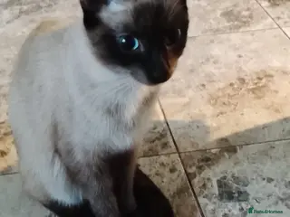 Siamese cats (1 Left)beautiful Kitten Lokking forever Home 🏡❤️ in Cardiff - Advert 1