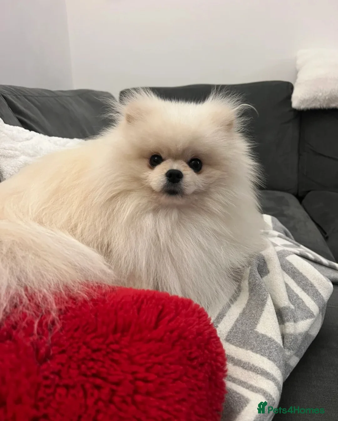 Pomeranian dogs for sale: 2,5 kg Teddy Bear face pomeranian  - Advert 10