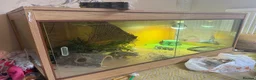 Bearded Dragon reptiles for sale: 4-Year-Old Bearded Dragon + 4ft Vivarium & Setup in Crowborough - Advert 3