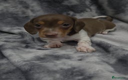 Miniature Dachshund dogs for sale: Miniature dachshund puppies KC Reg 1 boy left - Image 4